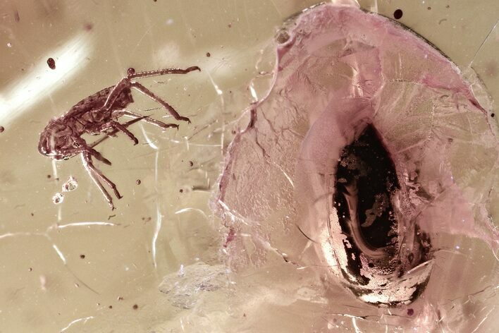Fossil Beetle and Aphid in Baltic Amber #381293